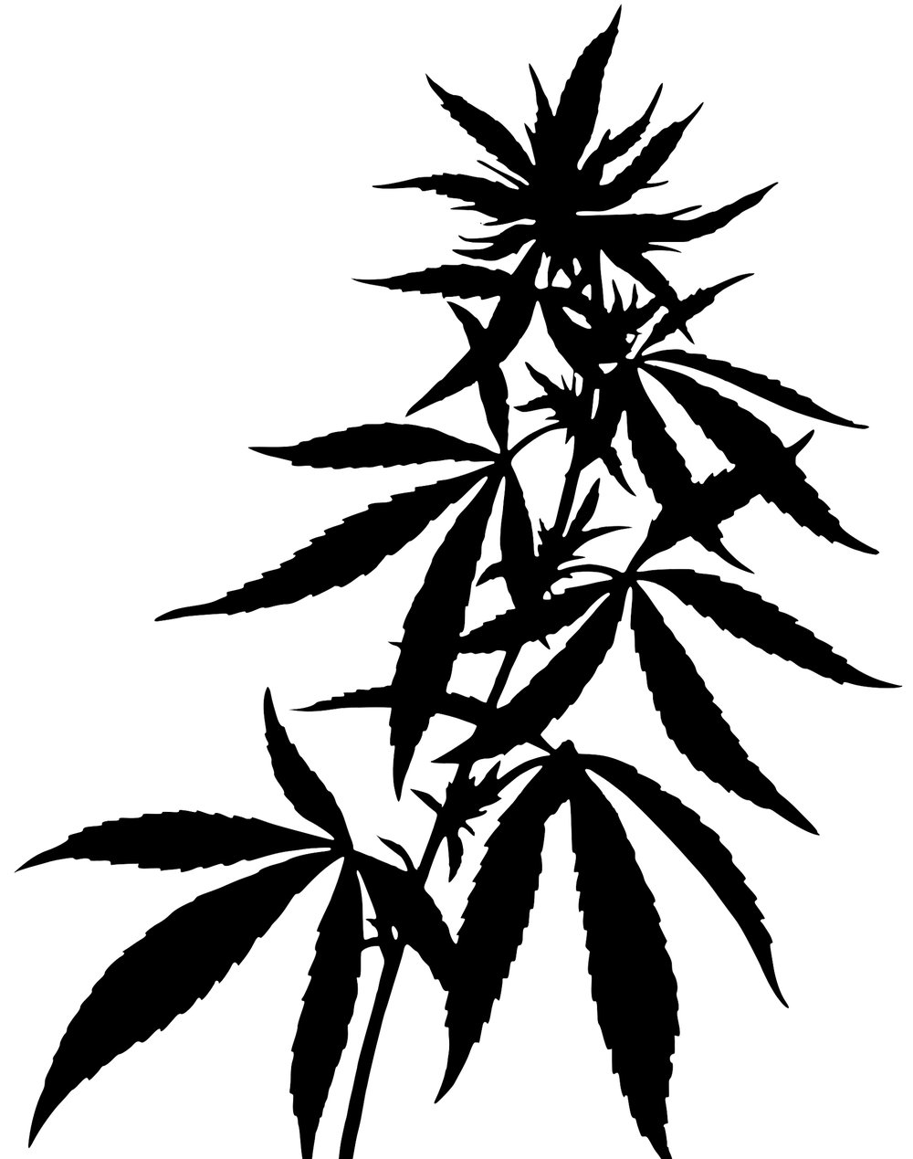 1000x1269 Welcome Rocky Mountain Cannabis