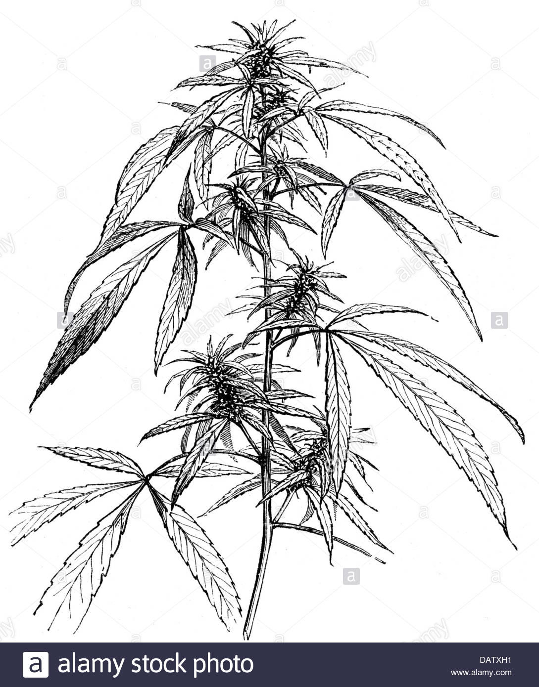 1089x1390 Botany, Hemp (Cannabis), Feminine Plant, Blossoms, Roots And Seed