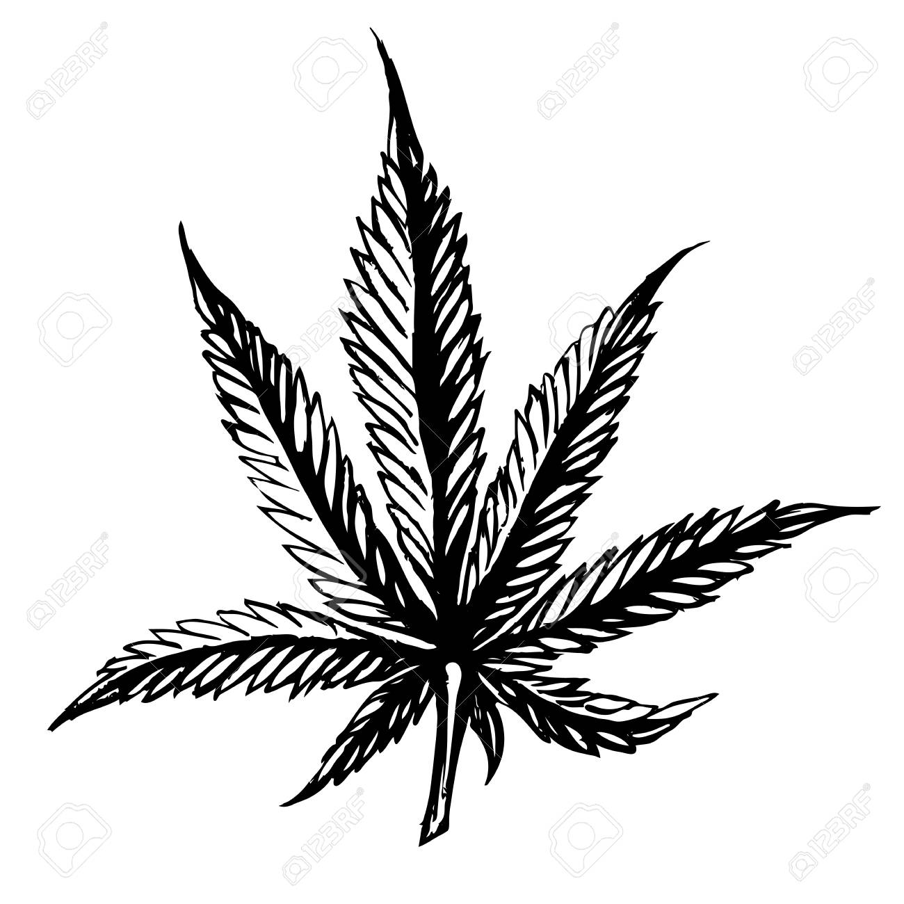 1300x1300 Cannabis Leaves Sketch Hand Drawn Isolated On White Background