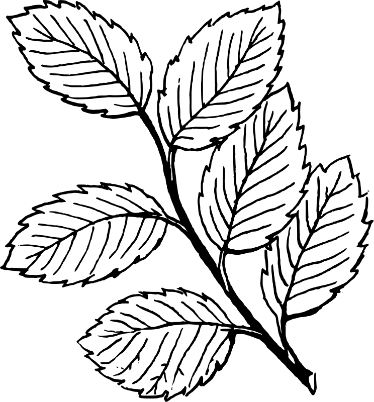 744x800 Drawn Pot Plant Leaf Template