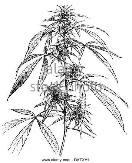436x540 Medicinal Plant Black And White Stock Photos Amp Images