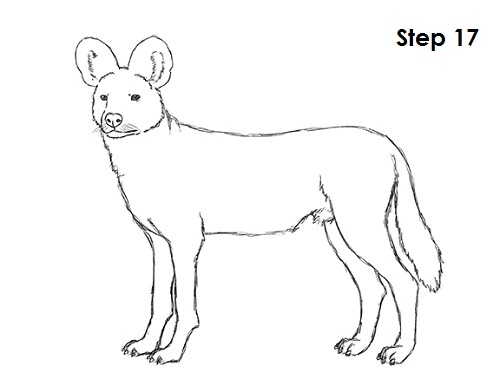 500x386 How To Draw An African Wild Dog