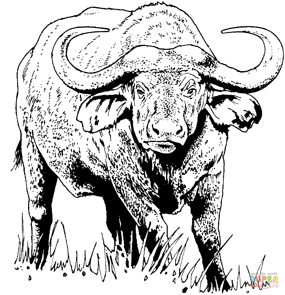 966x1000 African Buffalo (Cape Buffalo) Coloring Page Free Printable