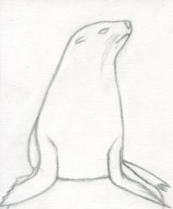250x302 How To Draw Realistic Seal, Cape Fur Seal Step 5 Pintado