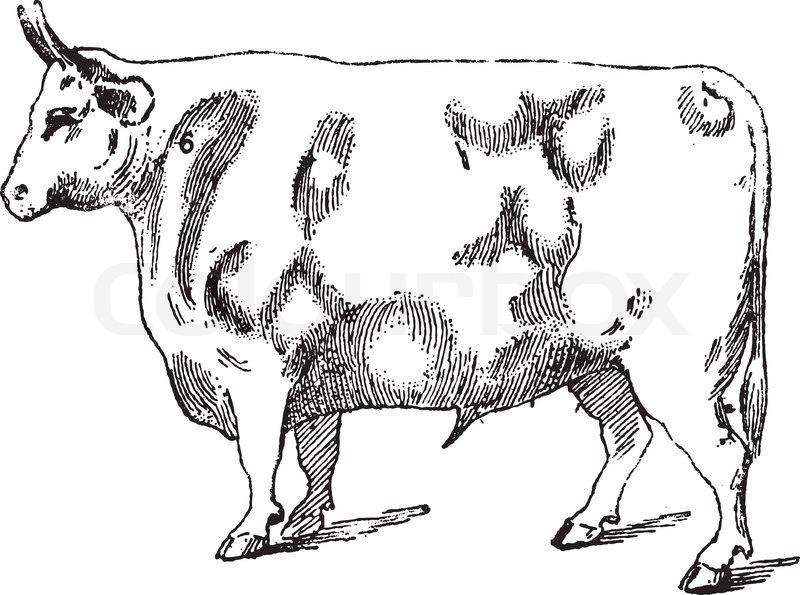 800x595 Cute Cow, Illustration Stock Vector Colourbox