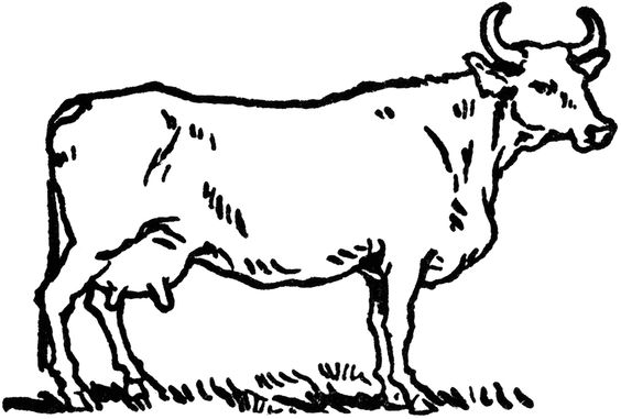 564x381 Free Coloring Pages For Kids Coloring Cow