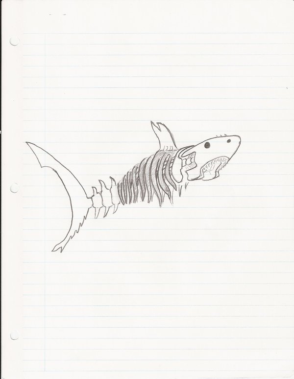 600x775 Shark Skeleton By Mr Carbon