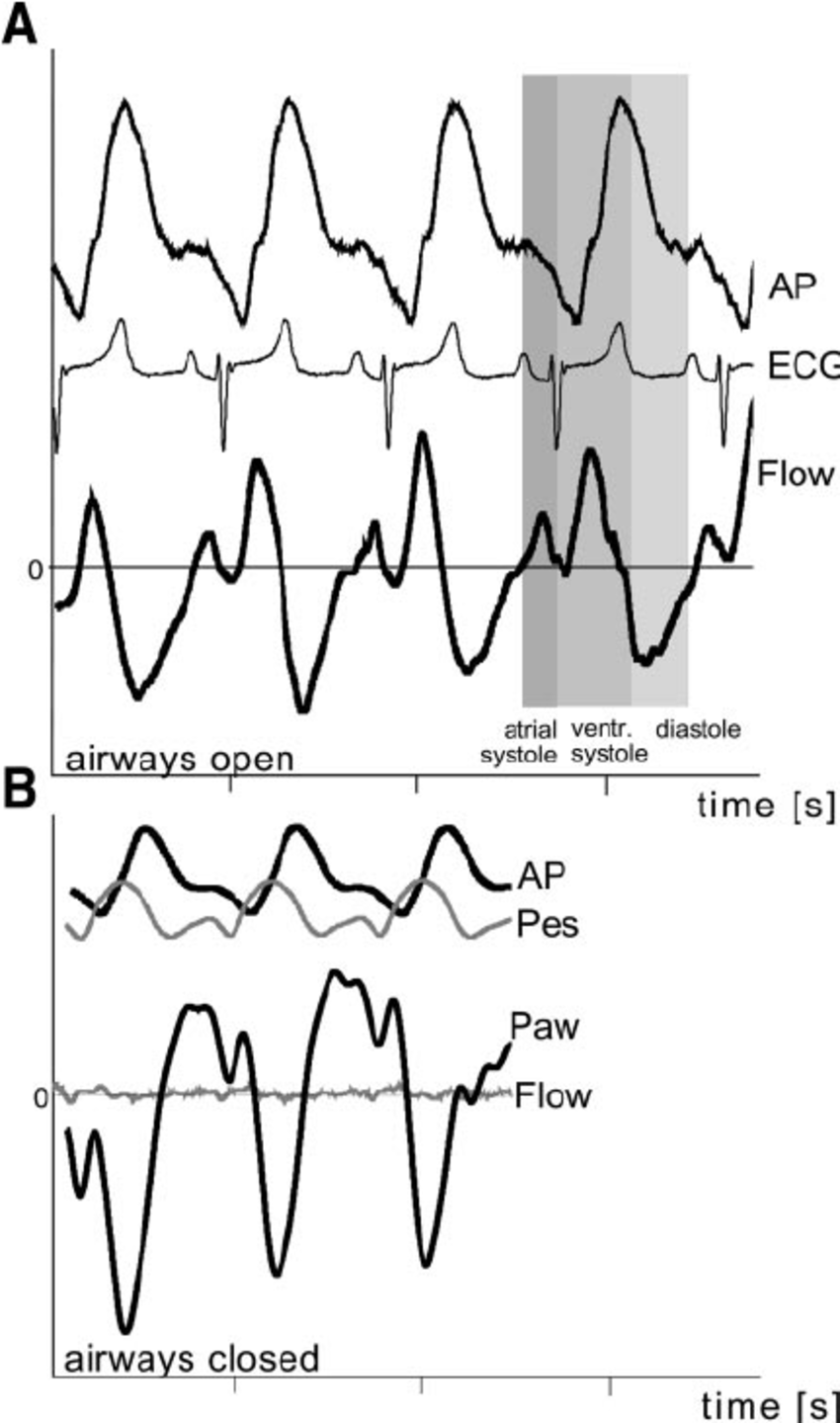 850x1440 Heartbeat Induced Pressurend Fl Ow In Representativenimal.