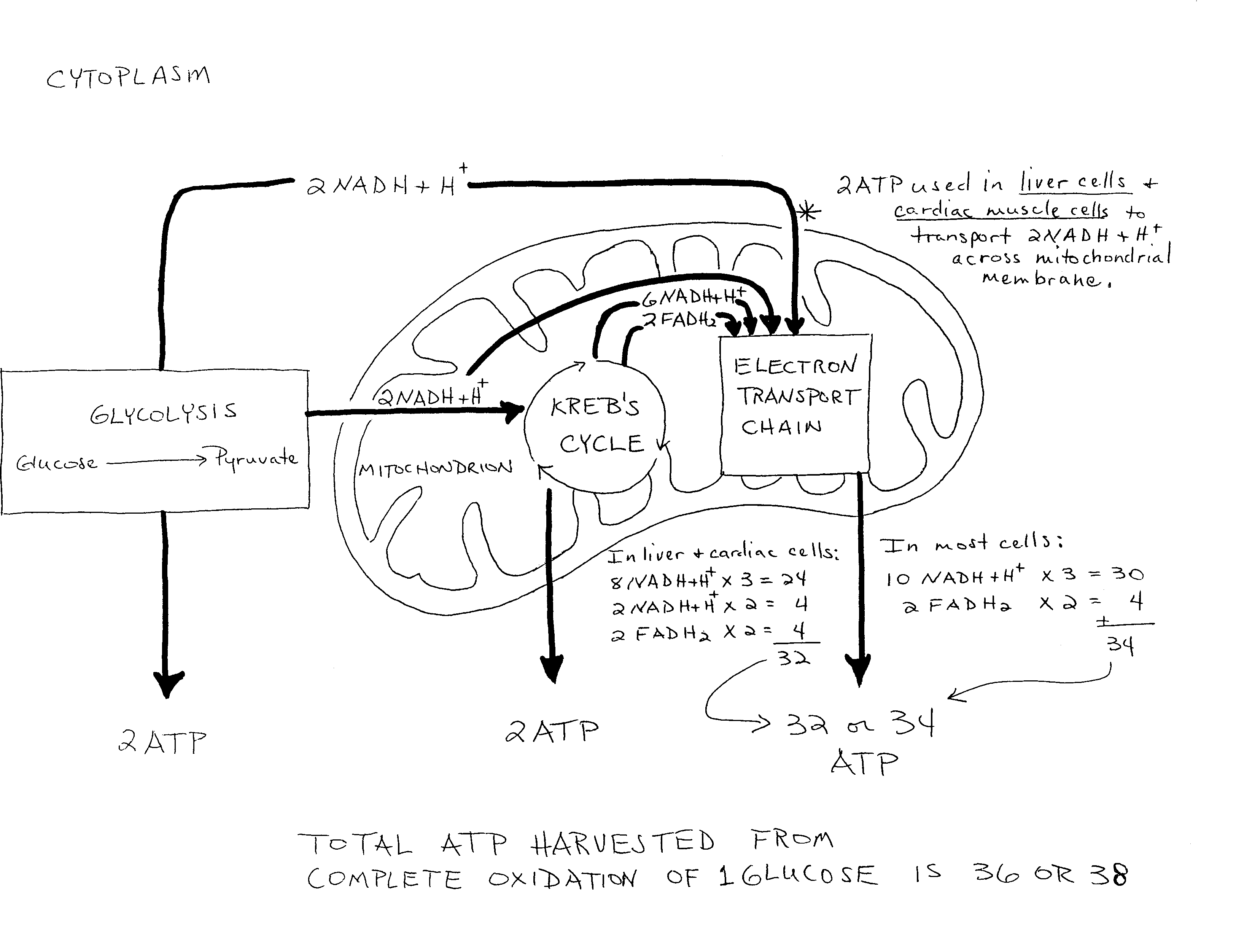 3270x2502 Home Glycolysis