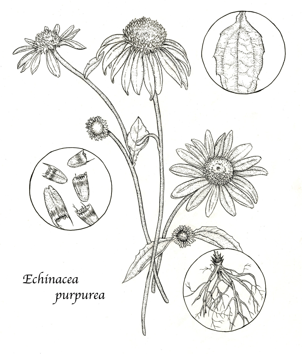 1280x1497 Vanessa Baskin Of The Cardiac Digital Illustration