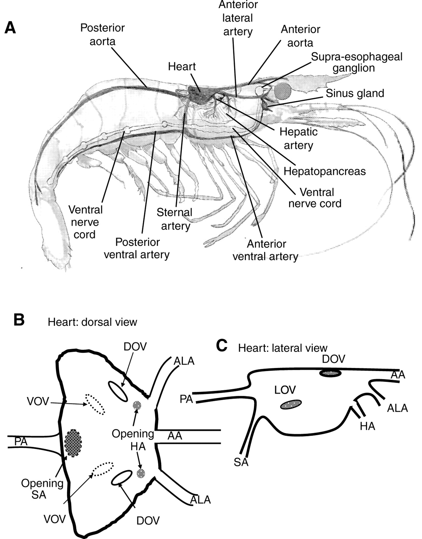 1409x1800 Assessment Of The Relationship Of The Single
