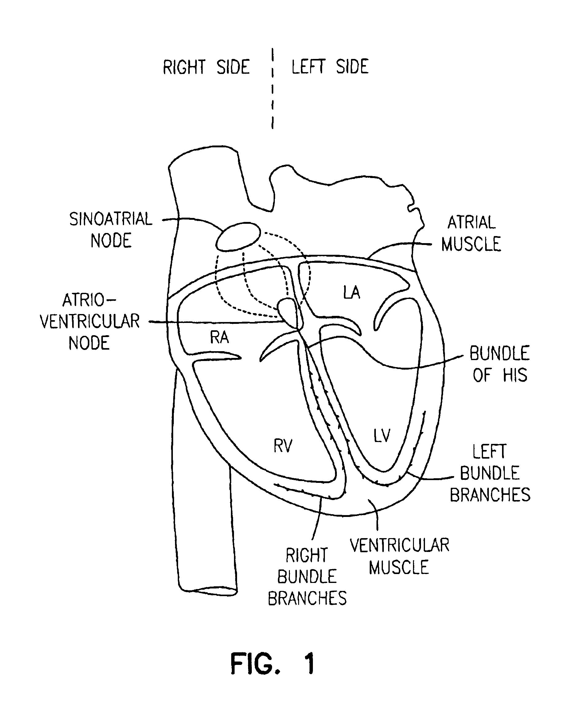 Cardiac Cycle Drawing at GetDrawings | Free download