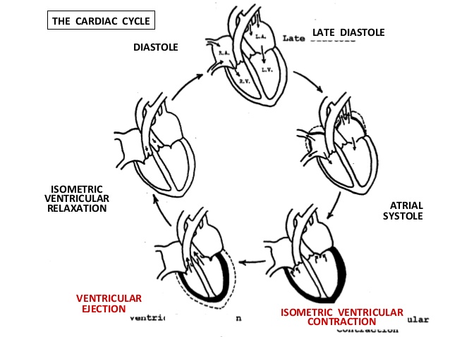 638x479 Cardiac Physiology Dr Keith Mugarura