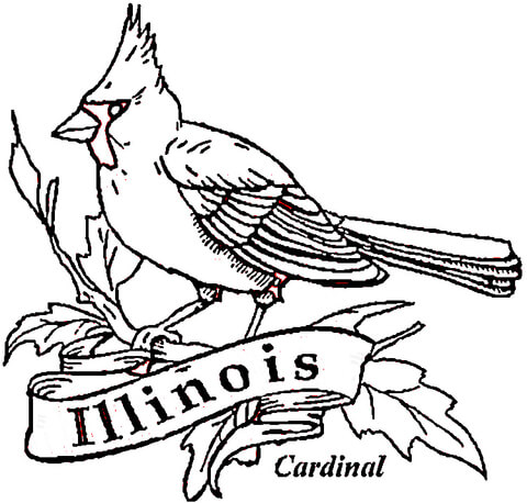 480x458 Cardinal Bird Of Illinois Coloring Page Free Printable Coloring