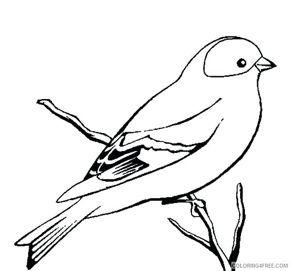 600x558 Cardinal Bird Coloring Page