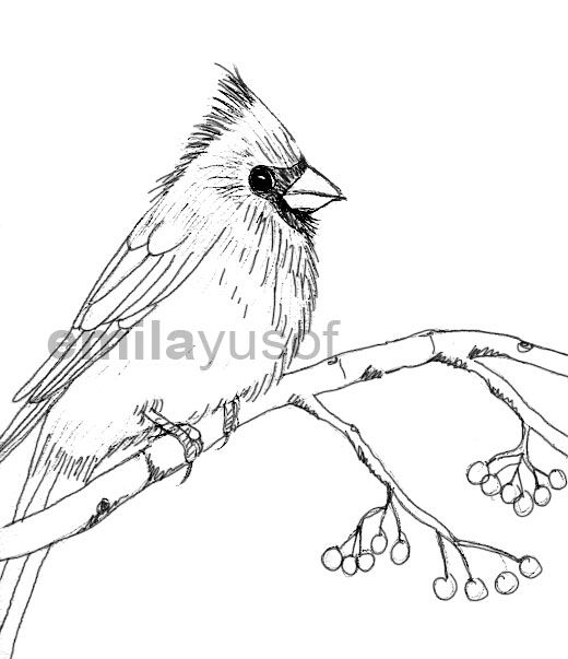 Cardinal Drawing