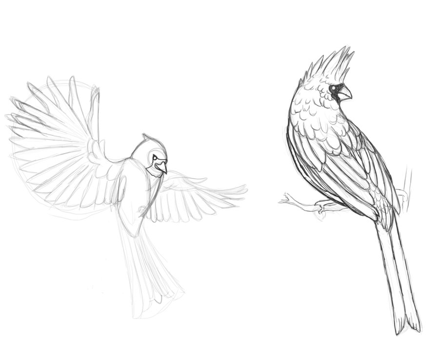 Cardinal Drawing at GetDrawings | Free download