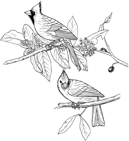 440x480 Red Cardinals Coloring Page Free Printable Coloring Pages