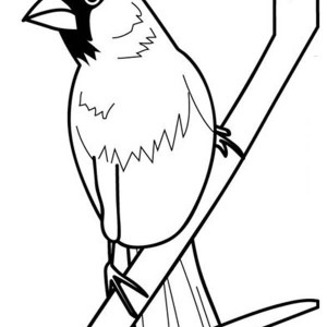 300x300 Cardinal In Trees