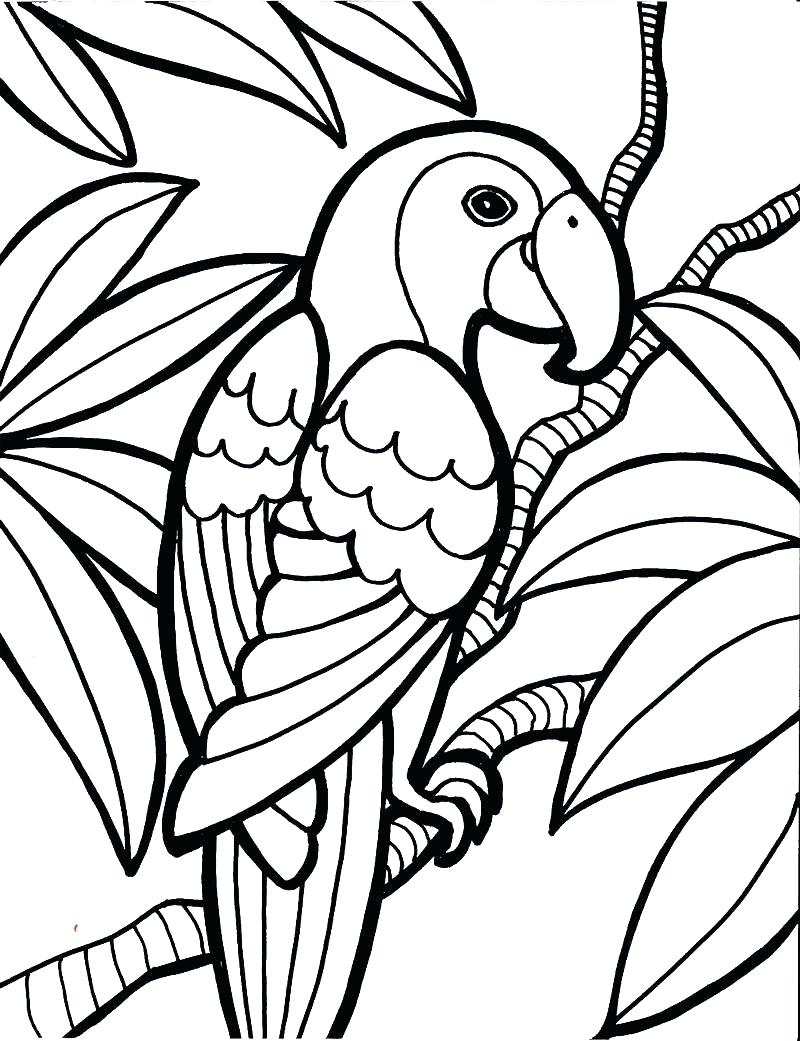 800x1041 Coloring Cardinal Bird Coloring Page