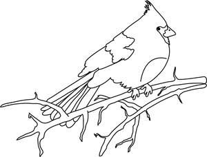 300x228 Cardinal Clipart Bird Branch