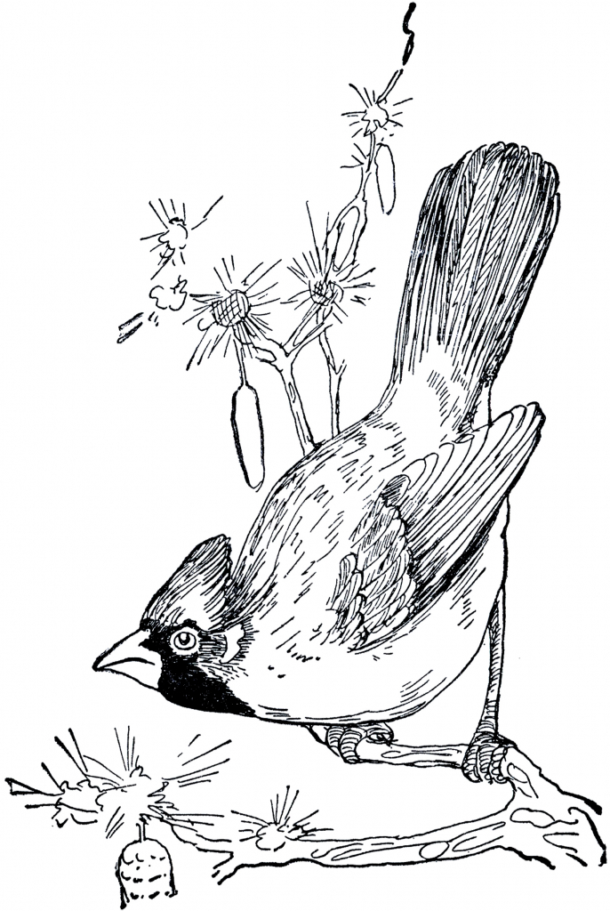 686x1024 Drawing Of A Cardinal Vintage Cardinal Drawing The Graphics Fairy