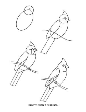 300x388 How To Draw A Cardinal. By Kaylamariebean Art Teacher Stuff