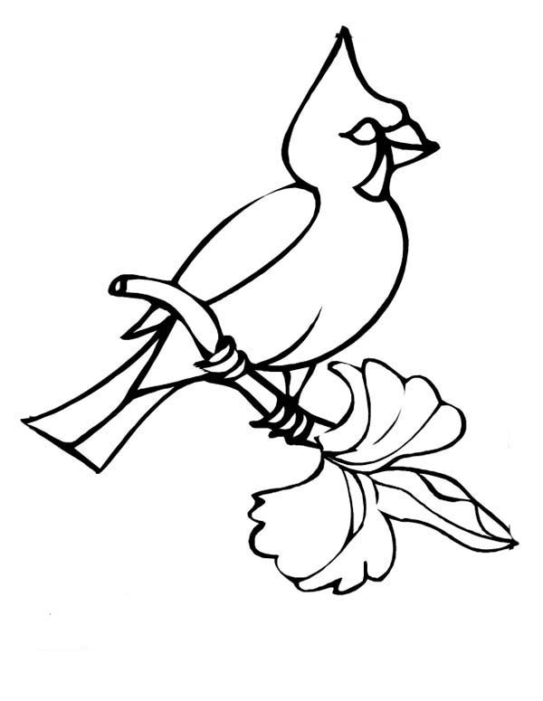 600x775 Winter Bird Cardinal Coloring Page Coloring Sun