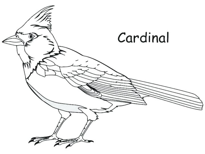 720x540 Beautiful Cardinal Coloring Pages Image Living Vs Non Search