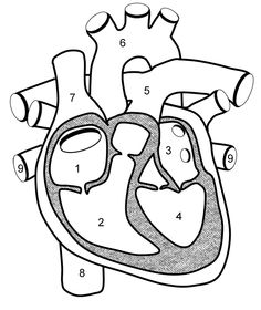 236x280 Awesome Anatomy Follow Your Heart Worksheets, Anatomy