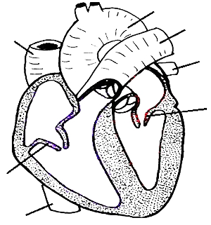 300x321 Rat Circulatory