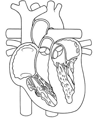 Cardiovascular System Drawing at GetDrawings | Free download