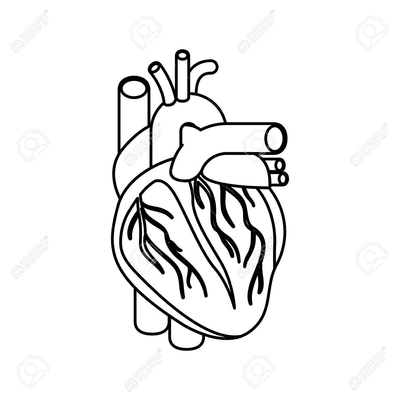 Cardiovascular System Drawing at GetDrawings | Free download