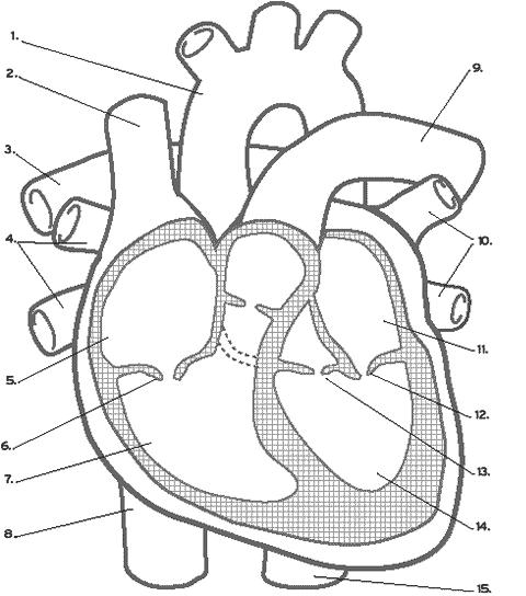 480x544 Circulatory System Worksheet Without Labels