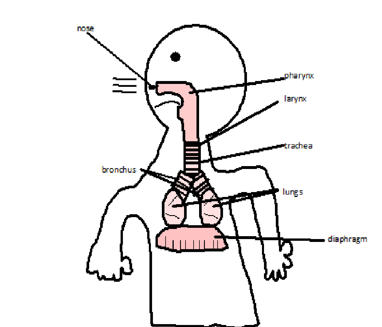 1324x1134 Respiratory System The Human Body.