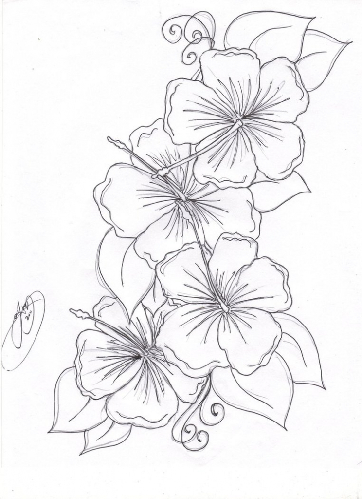 744x1024 Hibiscus Flower Drawing Step By Step 78 Best Images About Hibiscus