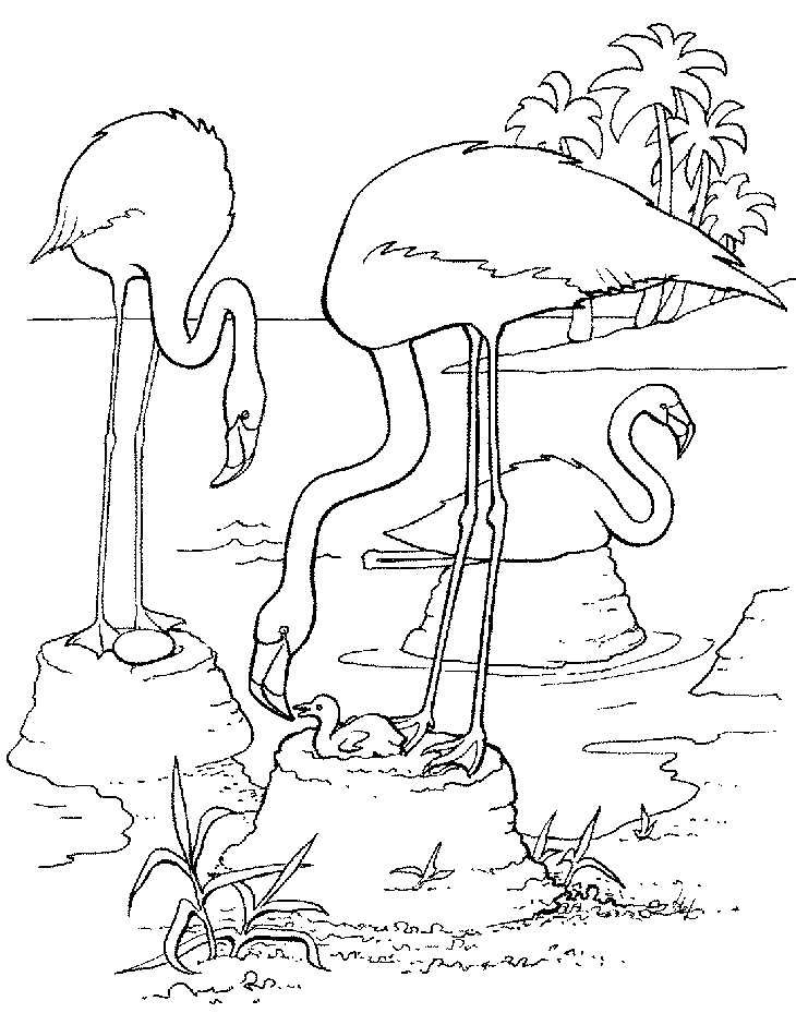 730x940 Coloring Caribbean Flamingo Picture