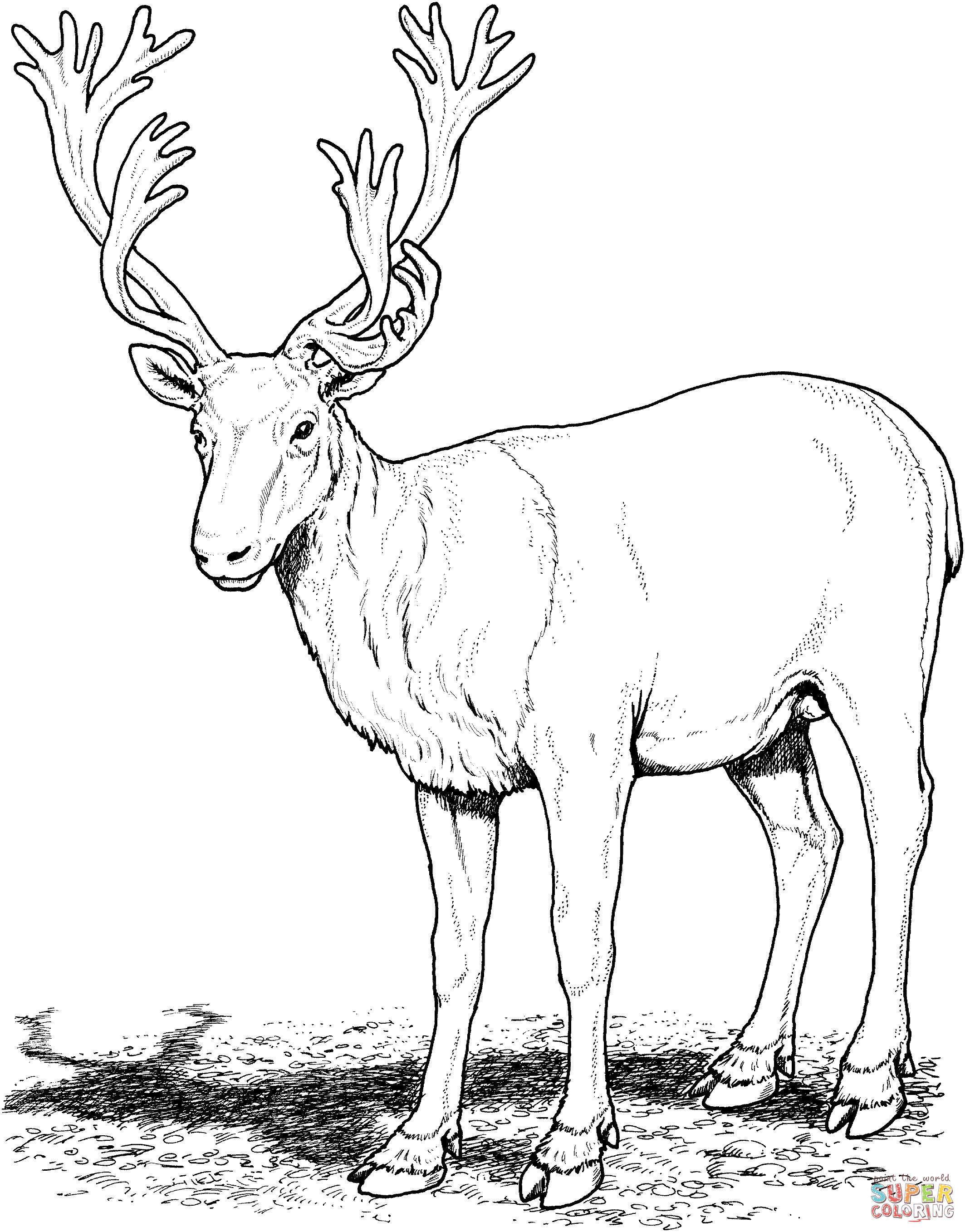 2127x2714 Caribou Deer Coloring Page Free Printable Coloring Pages