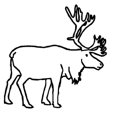 230x230 Woodland Caribou