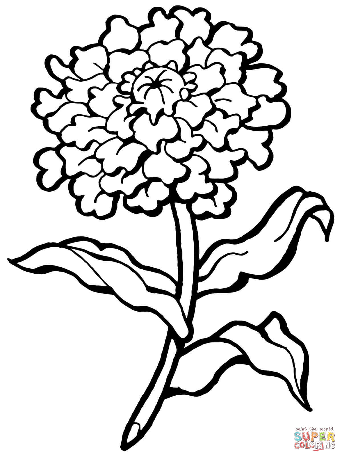 1200x1600 Carnation Flower Coloring Page Free Printable Coloring Pages