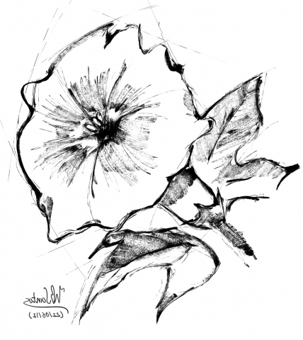 428x480 Family Morning Glory Flower Drawing Top Carnation Flower Outline