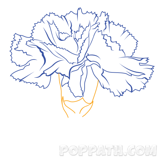 544x544 How To Draw A Carnation Pop Path