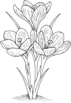 236x340 How To Draw Carnation Tutorials Painting And Drawing