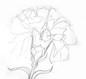 300x277 How To Draw A Carnation