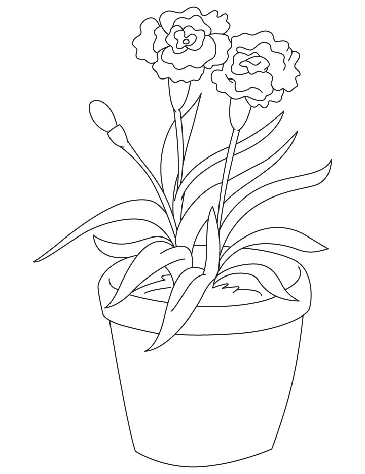 720x936 Light Red Carnation Coloring Page Download Free Light Red
