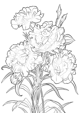 340x480 Scarlet Carnation Coloring Page Free Printable Coloring Pages