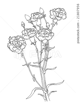 337x450 Carnation, Carnations, Mothers Day