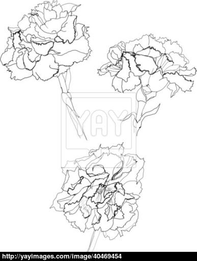 387x512 Carnation Vector
