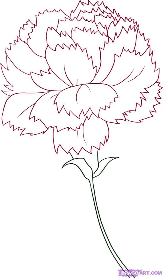 564x960 O Draw Carnation Can Be A Very Easy Job. Carnation Is One