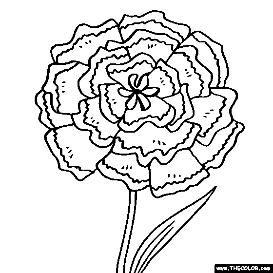 560x560 Carnation Flower Online Coloring Page Printables